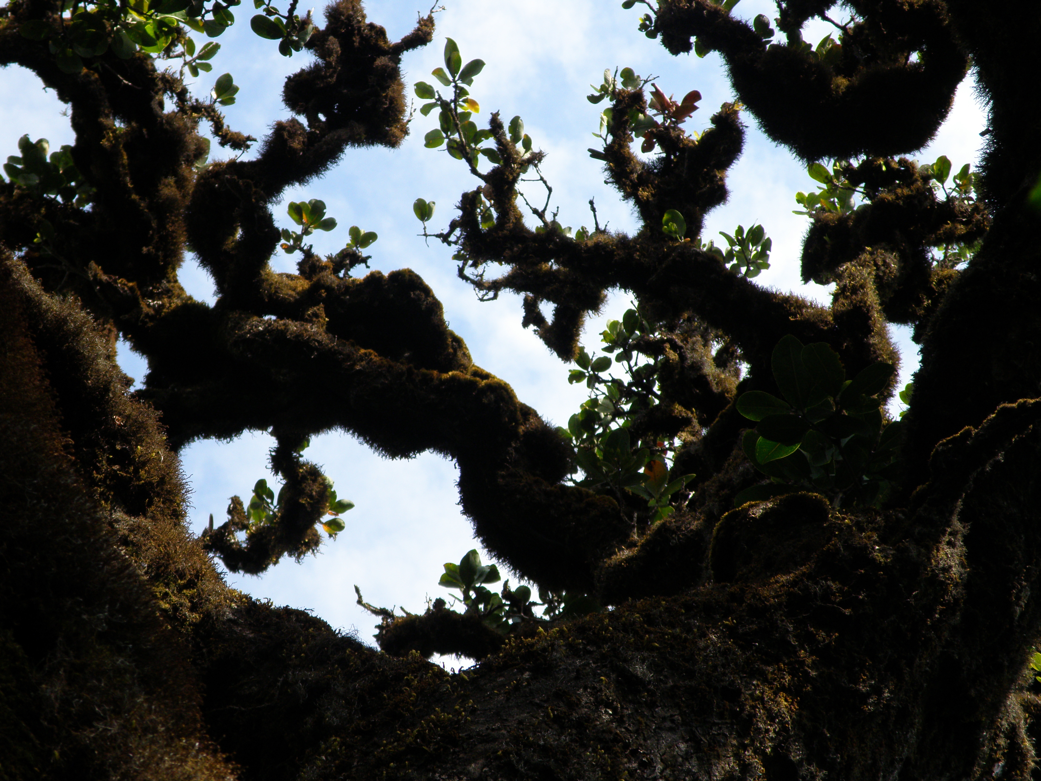 Shola Tree